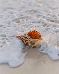 seashell portrait